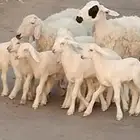 حريات والد توام العدد 4 يتبعهن 8 روم