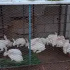 ارانب فرنسي (تم البيع)