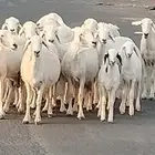 حريات مراح العدد 12 يتبعهن 7 روم وديد سلم