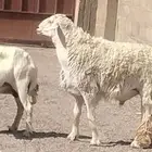 فحل حري مشروط النسف والقريع السن رباع