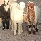 خاروفين ورخلتين 2 عمرهم 3 أشهر 2 عمرهم 4 أشهر