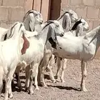 جفار مشاريك هولندي عارضي العدد 7 مع الفحل