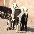 نجد ولد العدد 2 يتبعهن 2 خاروف ور خله