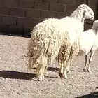 فحل حري مشروط النسف والقريع والإنتاج