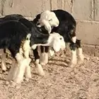 دواغير نجد العدد 3 خاروفين ورخل عمرهم سبوع