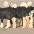 رخار نجد العدد 5 رخال 1 خاروف