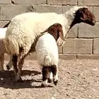 نعيميه والد توم رخال عمرهم 3 أشهر هرافي