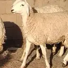 جذعه حريه مقاني أو ذبح طيبه عمرها 11 شهر العدد وحده