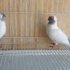 حمام جيرمن نن