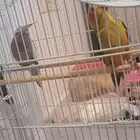 عرض خاص فروخ صن كنيور اليفه جدا وكروان اليف