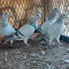 زاجل ايس