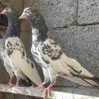 حمام باكستاني