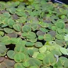 عرض خاص لنبات red floating plant