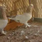 جوز تركي توب الفين