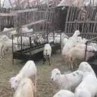 كباشه بلدي ذبائح فاخره العدد 100