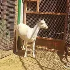 جفرة صلالية بيضاء برصاء صرا إذن صغيرة