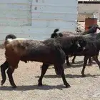 ماعز شاميات