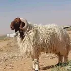 فحول نعيم صنف وطيبة
