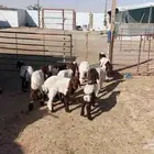 دواغير نعيم