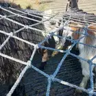 تيوس وخرفان للبي