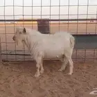 تيس قزمي أبيض أبرص