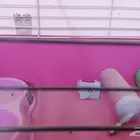 قفص أرنب للبيع