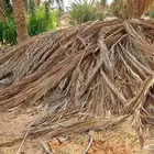 عسبان نخل