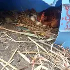 دجاج بلدي الصحة ممتازه العدد 7 للبيع لا يوجد توصيل