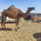 الصفراء سنافيه لقحه البراد تلاقي سليمه العزاريب