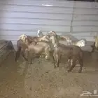سواكن ذبيح للبيع العدد 5