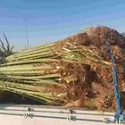 سلام عليكم عندا هنخل سكري درجه اولا 20 حبه