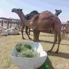 قعودمفرود دبياني كفو عليه5500
