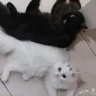 قطط شيرازي