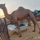 بكره شعله كفو ساسها قرينيه توها تدخل لقيه عليها سوم7500