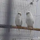 بادجي البينو زوج