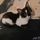 قط ذكر للتبني بكامل اغراضة