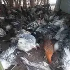 دجاج العمر من 5 اشهر الى 6 اشهر