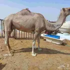 شعله عشراء مفرودجناها قبل اسبوع سليمه العزاريب حد3500