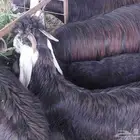 تيس عارضي علف أخضر ومرعى واسع