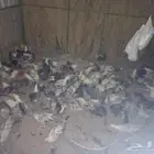 دجاج فيومي