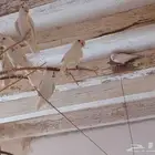 روز البينو عيون حمر