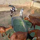 معزا جنوبيه (بيعت )