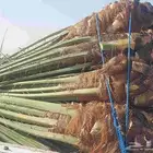 سلام عليكم يوجد لينا نخل صقعي درجه اولا وخلاص