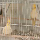 زوج كروان لاتينو