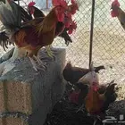 ديكه بلدي نظيفه
