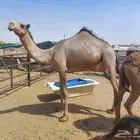 بكره صفراء حقه دبيانيه عليها سوم 6200