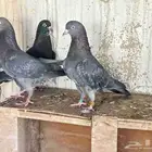 اناثي قطيفيات مخرج25