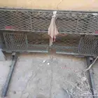 سلة حقت جيب لاند كروزر موديل 2003خلفيه