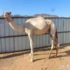 قعود جذع موجه بشداد