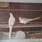 جوز يمام ماسي مشجر اورنج للبيع